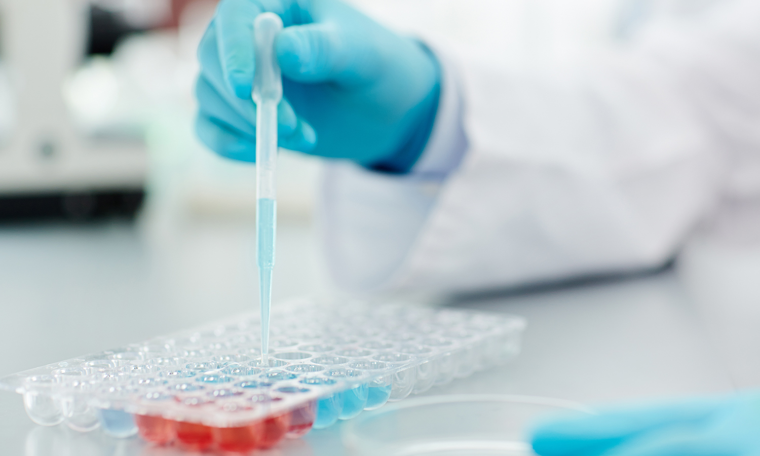 Determination of chicoric acid in TARAXACI HERBA by HPLC